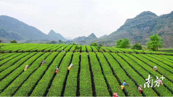 英德红茶标准化基地
