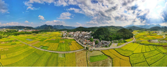 阳山七拱镇丝苗米基地