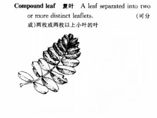 图4-1 复叶的名词解释 