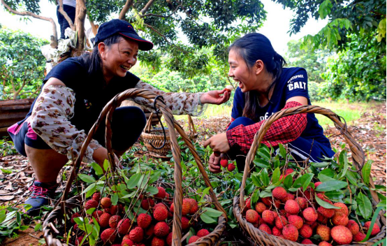 广州增城仙村荔枝