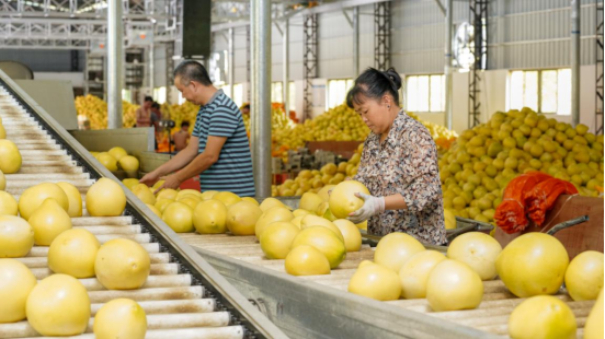 梅州西河“大埔蜜柚”