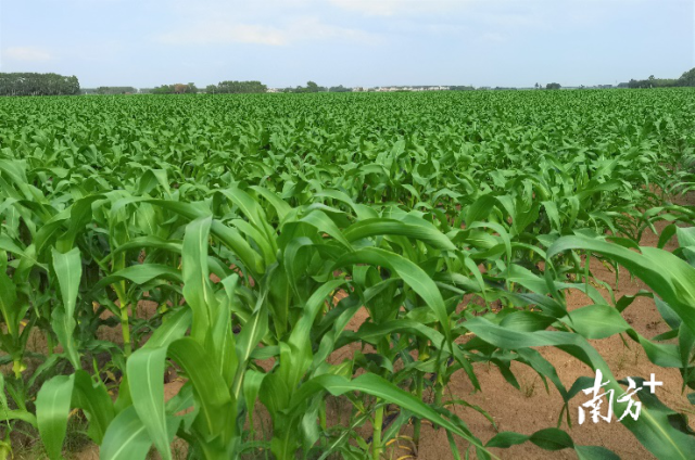 3  南方农村报 南方农村报 拍摄