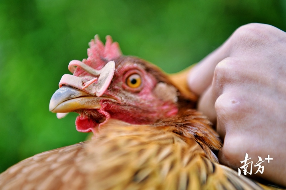 据悉，给所有鸡都戴上“眼镜”阻碍它们的视线后，鸡群不再打架，也不会飞出栏外造成卫生问题。