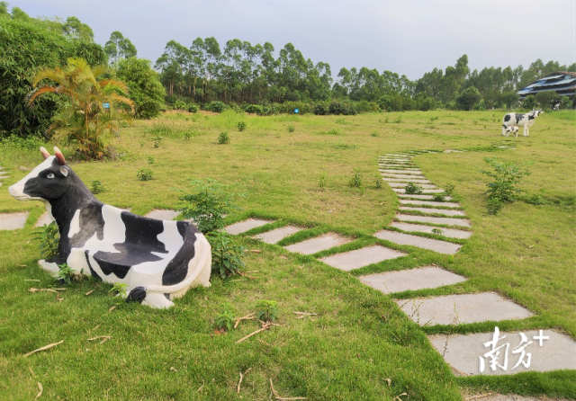 燕塘湛江燕塘澳新牧场