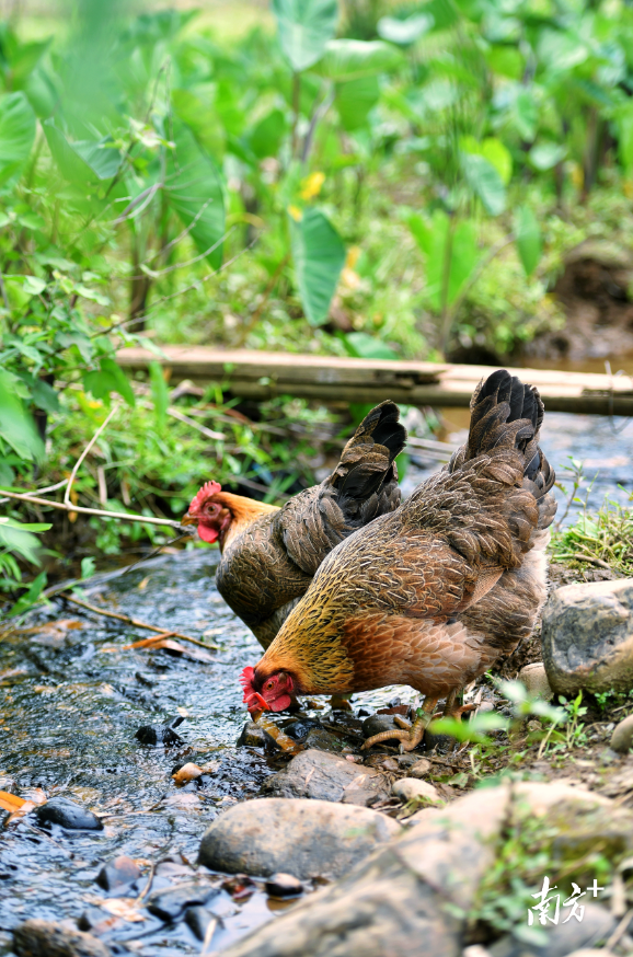 禾土农业散养的清远鸡。