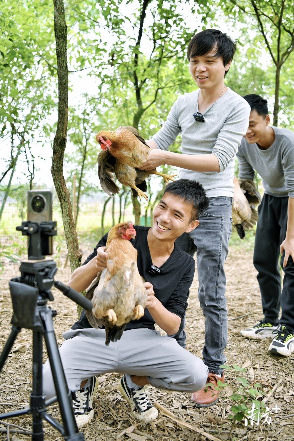 郑国能与伙伴用镜头拍摄养鸡生活、分享养鸡经验，目前全网粉丝达5万人。