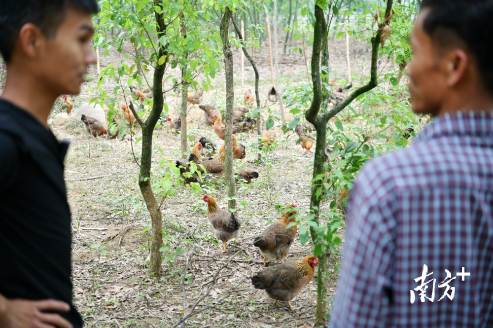 “共享鸡舍”项目带动农户增收。