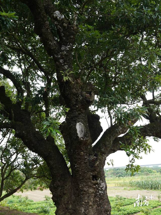 茂南最老荔枝古樹,，始植于公元87年（東漢章和元年）,，是目前存活的中國最古老的荔枝樹