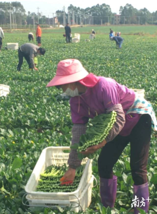乌塘镇北运菜种植。