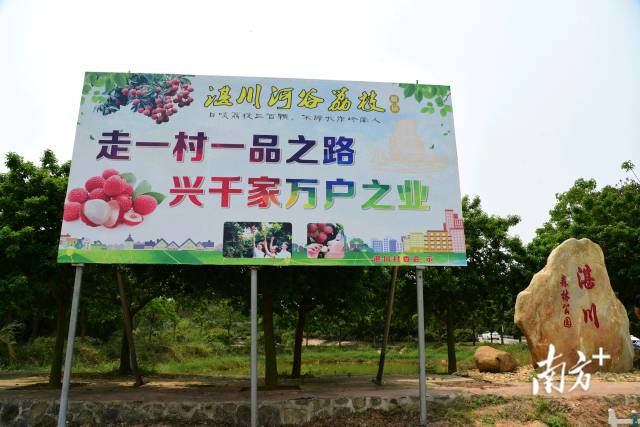 有名的乌塘湛川河谷荔枝。