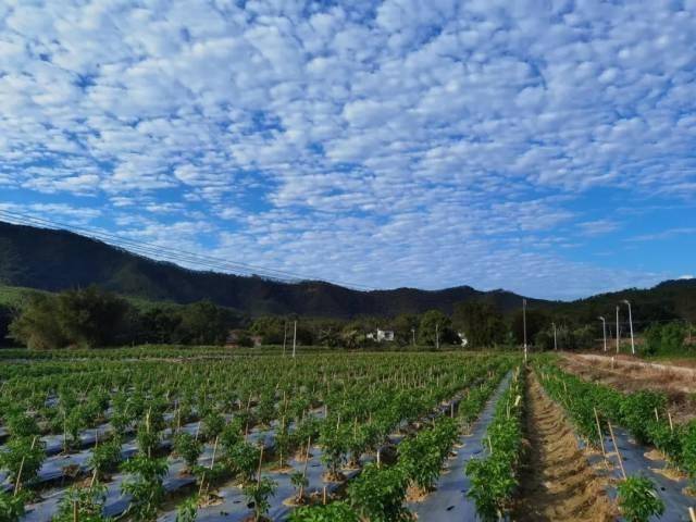 “书记责任田”里的辣椒长势良好。