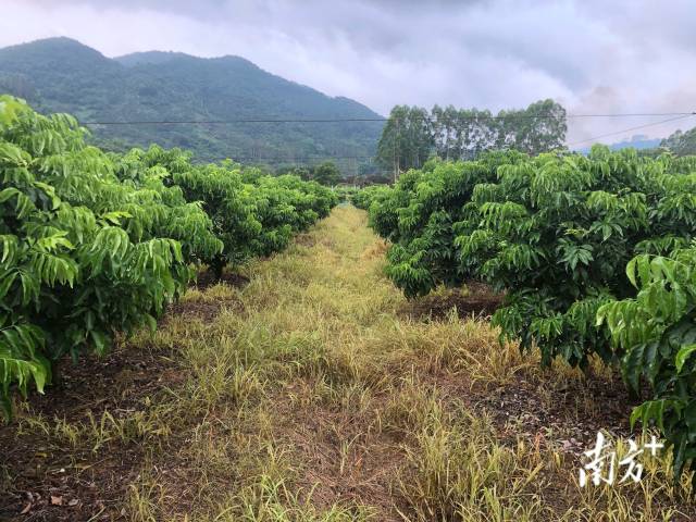 从化鸡心黄皮种植基地。