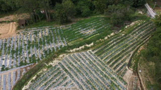 迳口镇辣椒基地喜迎丰收。
