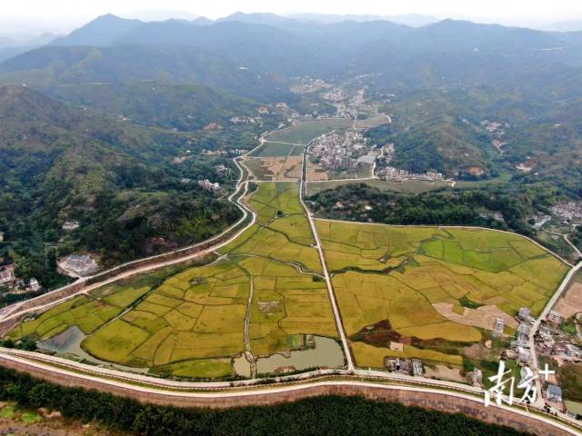 广东国寿财利用无人机对水稻种植区进行监测。