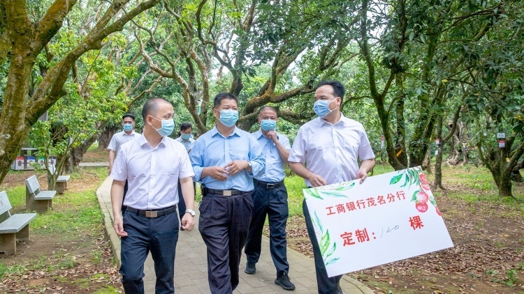 给“荔”！茂名金融机构现场定制荔枝树超800棵 | 荔枝定制日记②