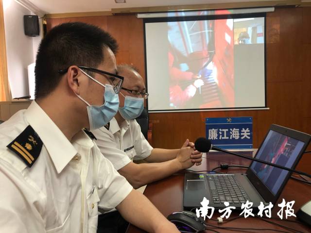 湛江海关关员远程开展出口荔枝查检作业  