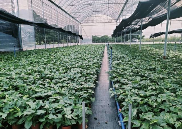 在農(nóng)行廣州分行支持下,，周成銀的永興園藝種植棚內(nèi)郁郁蔥蔥,。