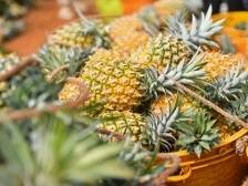 感恩奋进这五年丨小水果撬动大产业！广东探索水果产业高质量发展新路