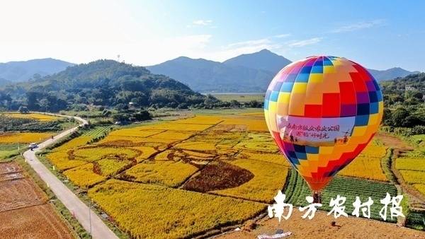 2021年底,文化服务产业园与南方乡村振兴综合体品牌共建产品“南方增城丝苗米”腾空出世,并将南方增城丝苗米基地选址在中国丝苗米之乡——广州市增城区派潭镇。程麒 摄 2021年底,文化服务产业园与南方乡村振兴综合体品牌共建产品“南方增城丝苗米”腾空出世,并将南方增城丝苗米基地选址在中国丝苗米之乡——广州市增城区派潭镇。程麒 摄