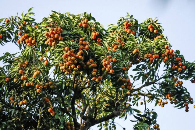 茂名根子贡园千年古树年年硕果累累