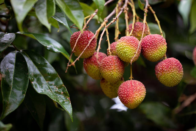 茂名的妃子笑质量上乘