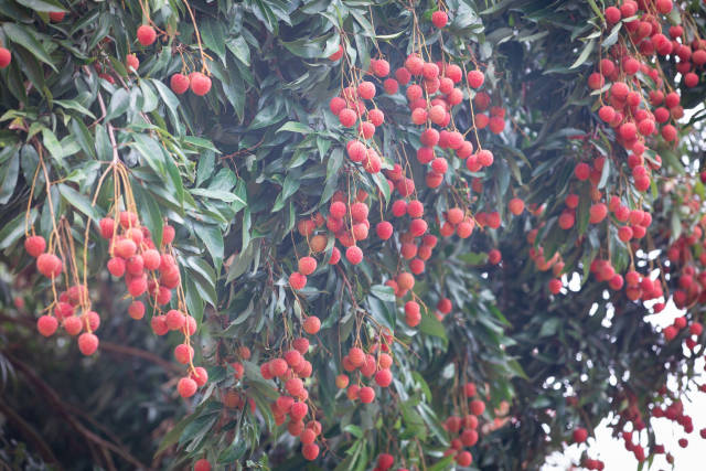 茂名妃子笑荔枝成熟在即