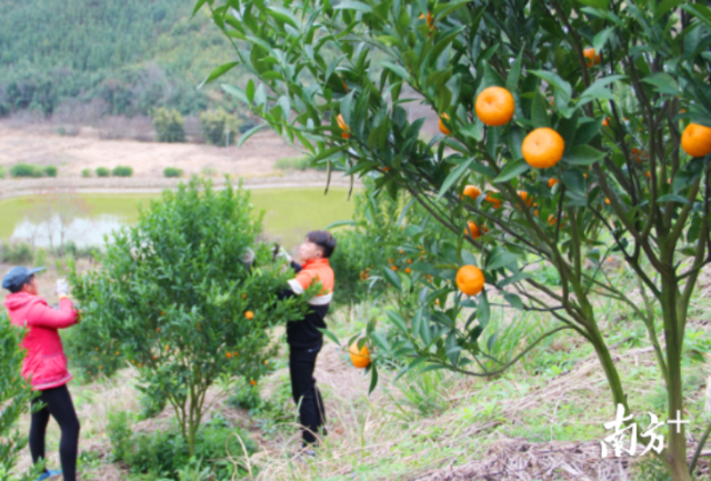 连山东风春桔。资料图片
