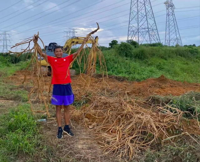 梁国洪与其种植的牛大力