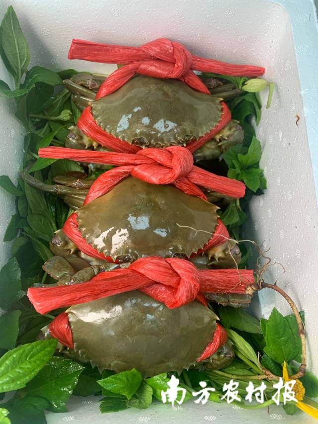 0  南方农村报 梁春桥 拍摄