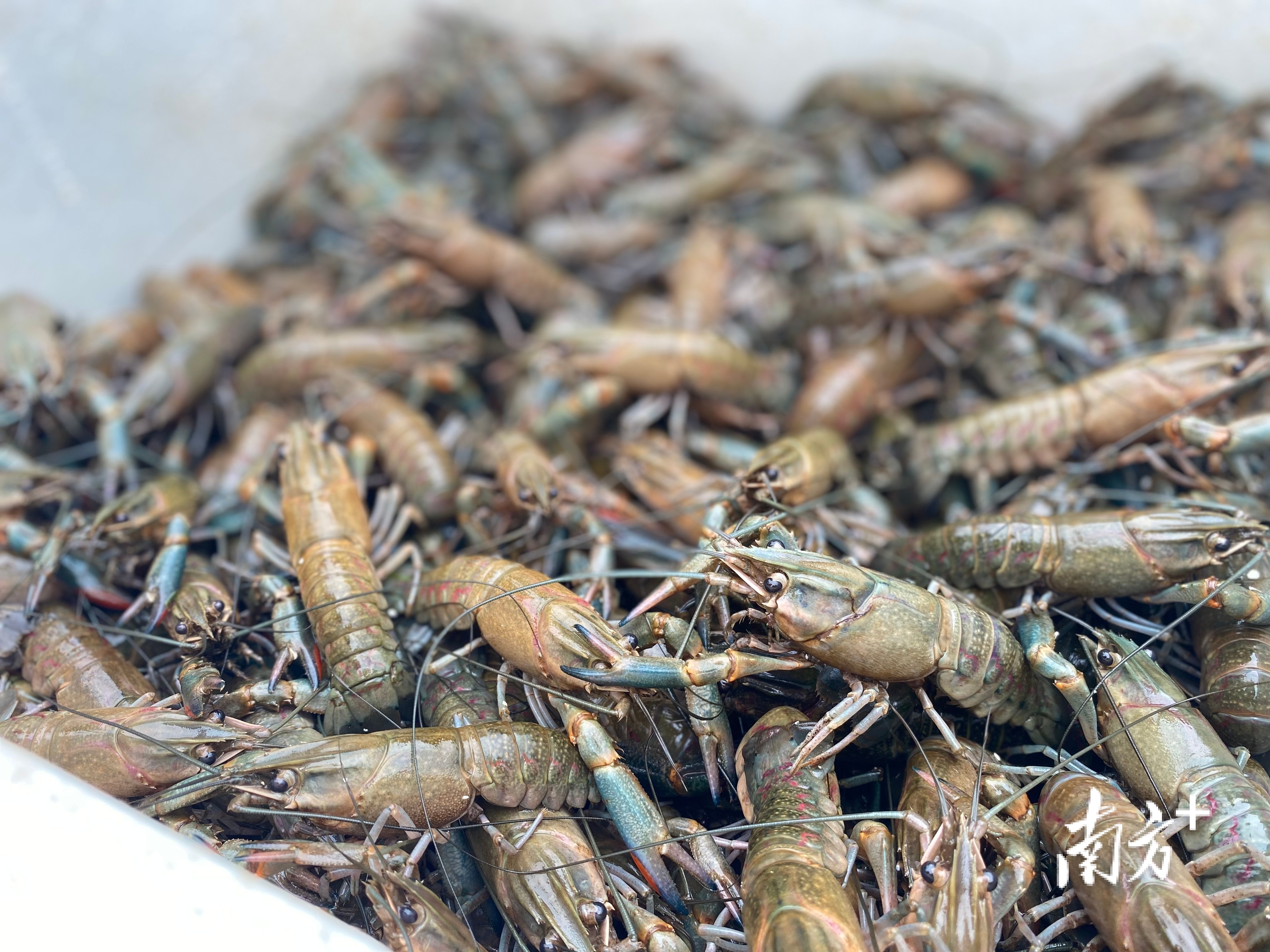 在水稻田里养龙虾潮安区赤凤镇撂荒农田将实现一田双收