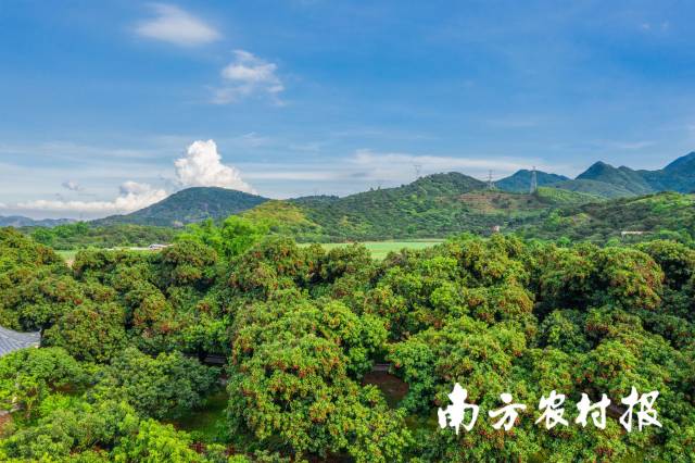 茂名荔枝成熟季盛况  