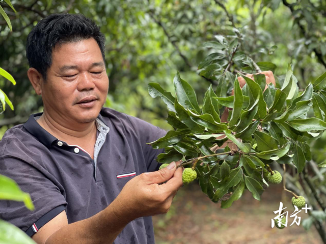 何水兴查看荔枝生长情况