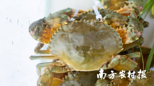 0  南方农村报 梁春桥 拍摄