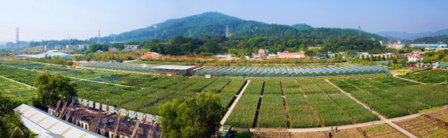 第十三屆廣東種業(yè)博覽會建立標(biāo)準(zhǔn)展示區(qū),。