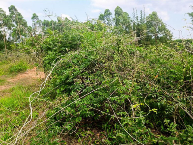 开平市苍城镇联兴村的牛大力种植地。赖莹榕摄