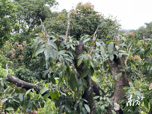  不少荔枝树被矮化、优化