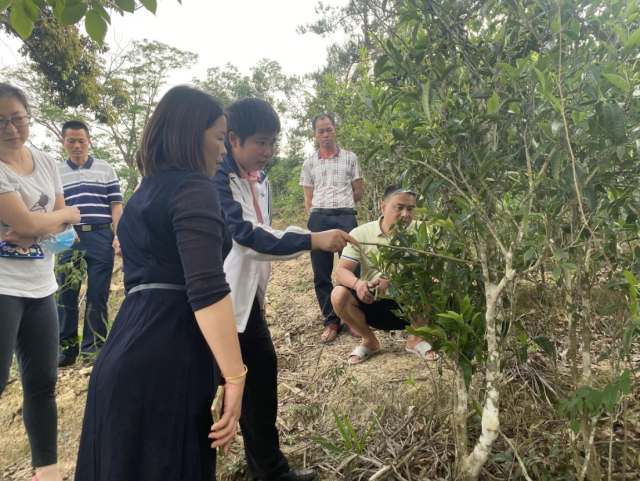 工作隊帶領科技特派員團隊到茶山指導種茶