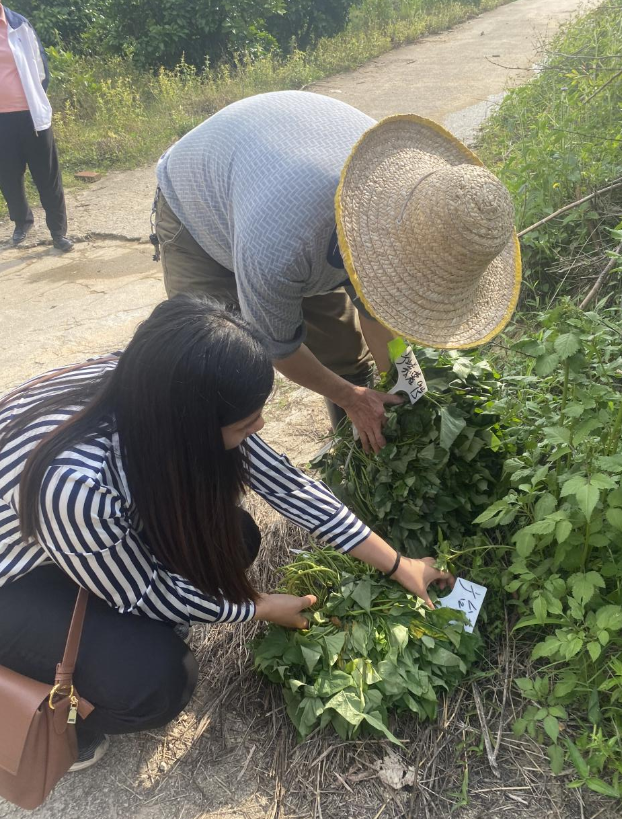科技特派員團隊為農(nóng)民送良種番薯苗