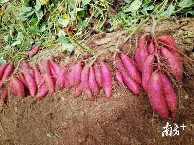 陆丰甘薯产业园出品“龙龙金”甘薯。资料图片