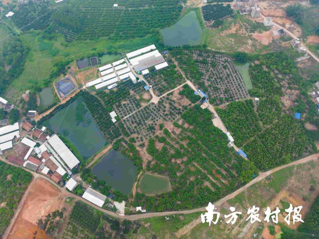 梁浩的种养基地航拍。南方农村报 谭家富 拍摄 梁浩的种养基地航拍。南方农村报 谭家富 拍摄