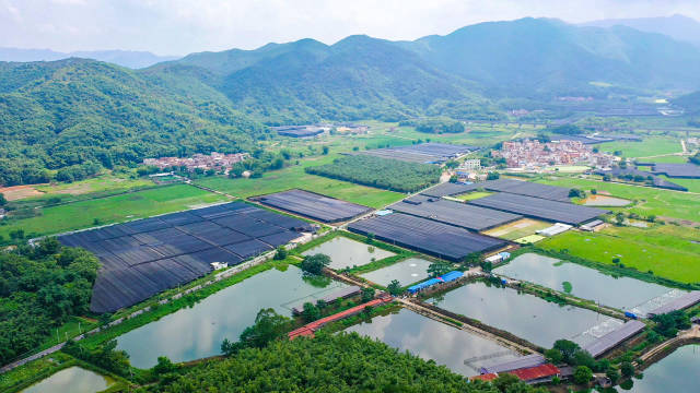 四会市石狗镇环境清幽，气候宜人，是粤港澳大湾区最大的兰花种植基地。