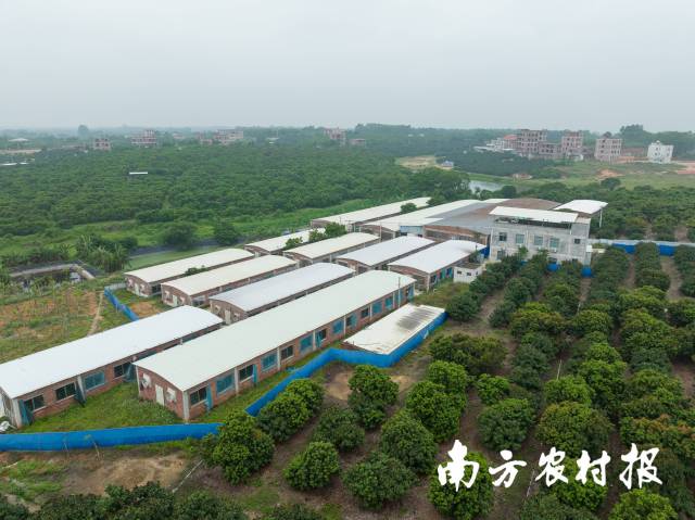 梁浩的养猪场规模在逐年扩大。南方农村报 谭家富 拍摄 梁浩的养猪场规模在逐年扩大。南方农村报 谭家富 拍摄