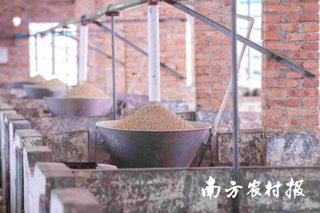 经过改造,饲料可通过投料专用管道直接通向猪场。 南方农村报 谭家富 拍摄 经过改造,饲料可通过投料专用管道直接通向猪场。 南方农村报 谭家富 拍摄