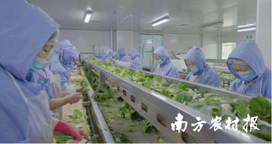 圖為預制菜生產(chǎn)過程