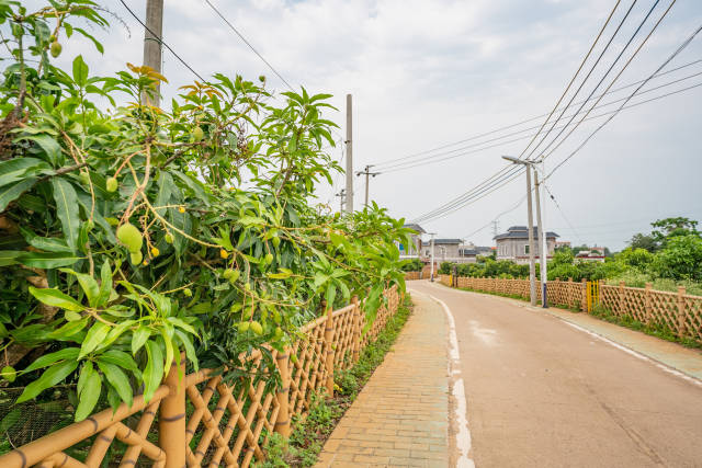 那毛村芒果即將成熟