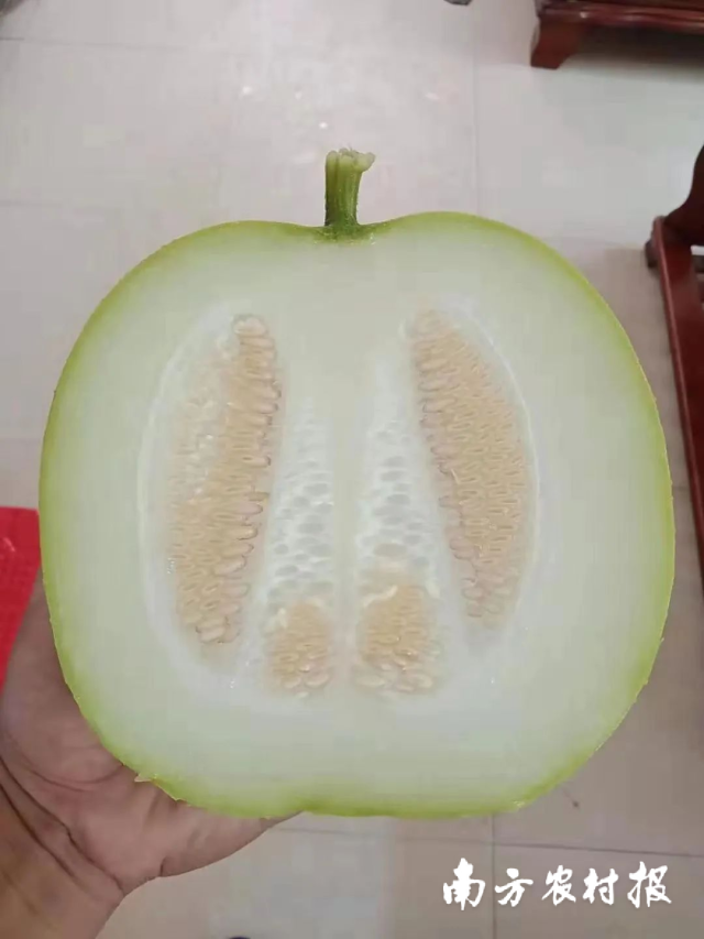 麒麟小冬瓜肉质脆甜，无酸味，口感清爽，品味纯正，商品性高&nbsp;