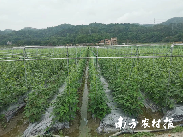 豇豆品种示范展示