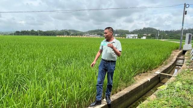 阳春市农业研究与技术推广中心高级农艺师黄大炬