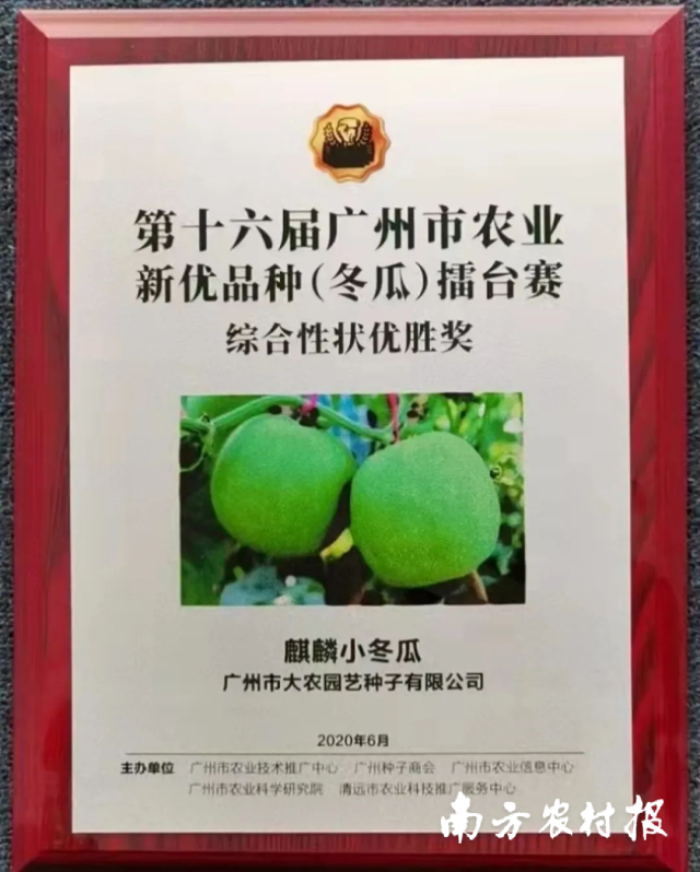 2020年6月，麒麟小冬瓜荣获第十六届广州市农业新优品种（冬瓜）擂台赛综合性状优胜奖&nbsp;
