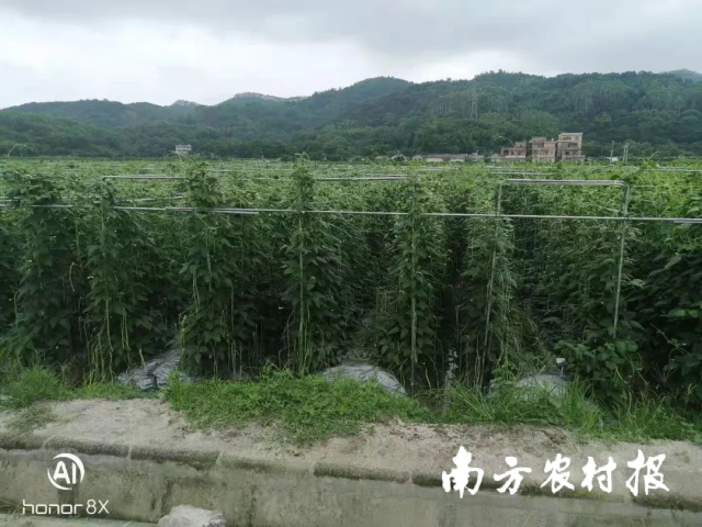 南方农村报 军 拍摄